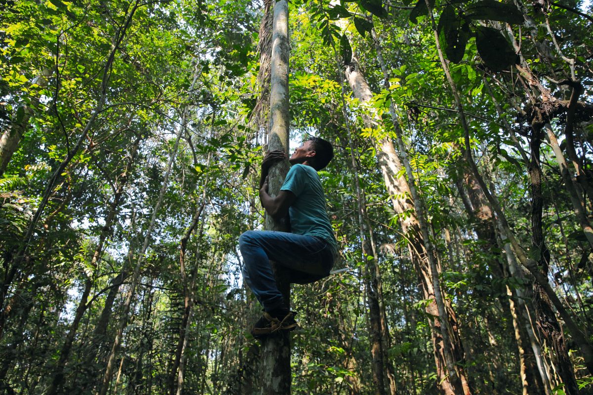 Archeologie in de Amazone: ‘Mens en natuur zijn hier al duizenden jaren met elkaar verweven’