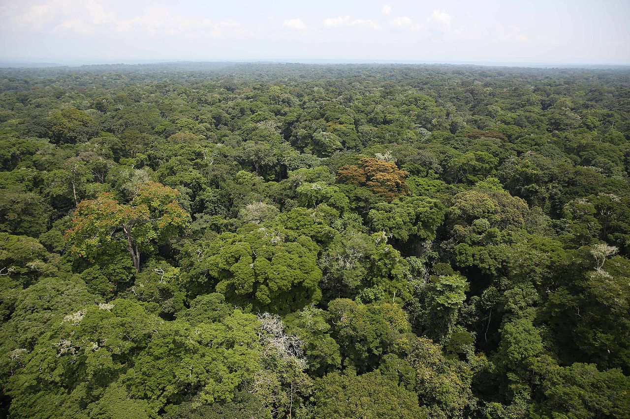 Congo stelt olieconcessies in kwetsbaar regenwoud uit