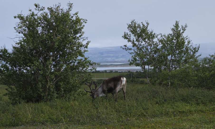 Overleven op dun ijs: hoe de klimaatverandering de Sami-cultuur bedreigt 