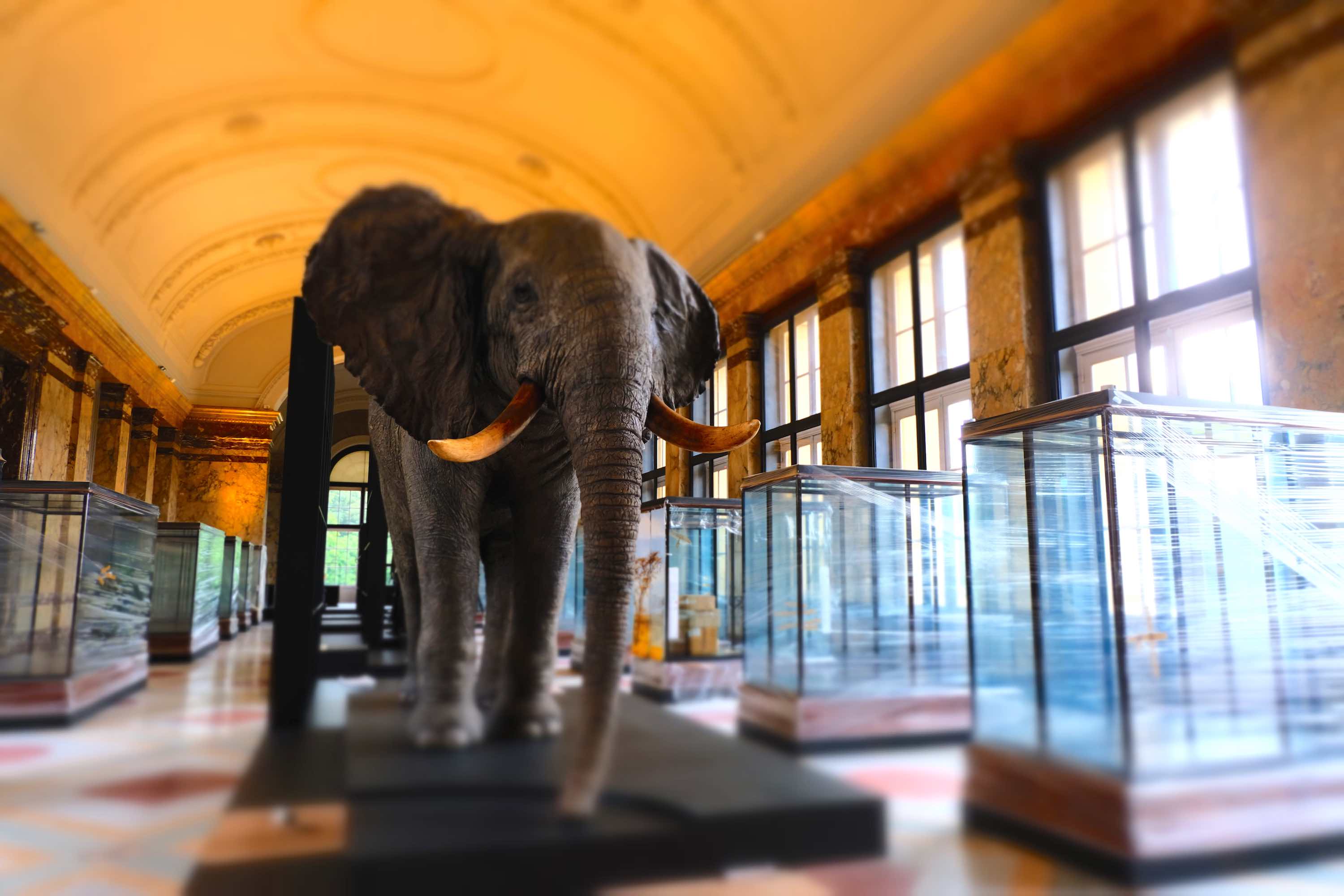 ‘Een olifant in het Afrikamuseum? Je toont toch ook geen opgezette koeien in Europa!’