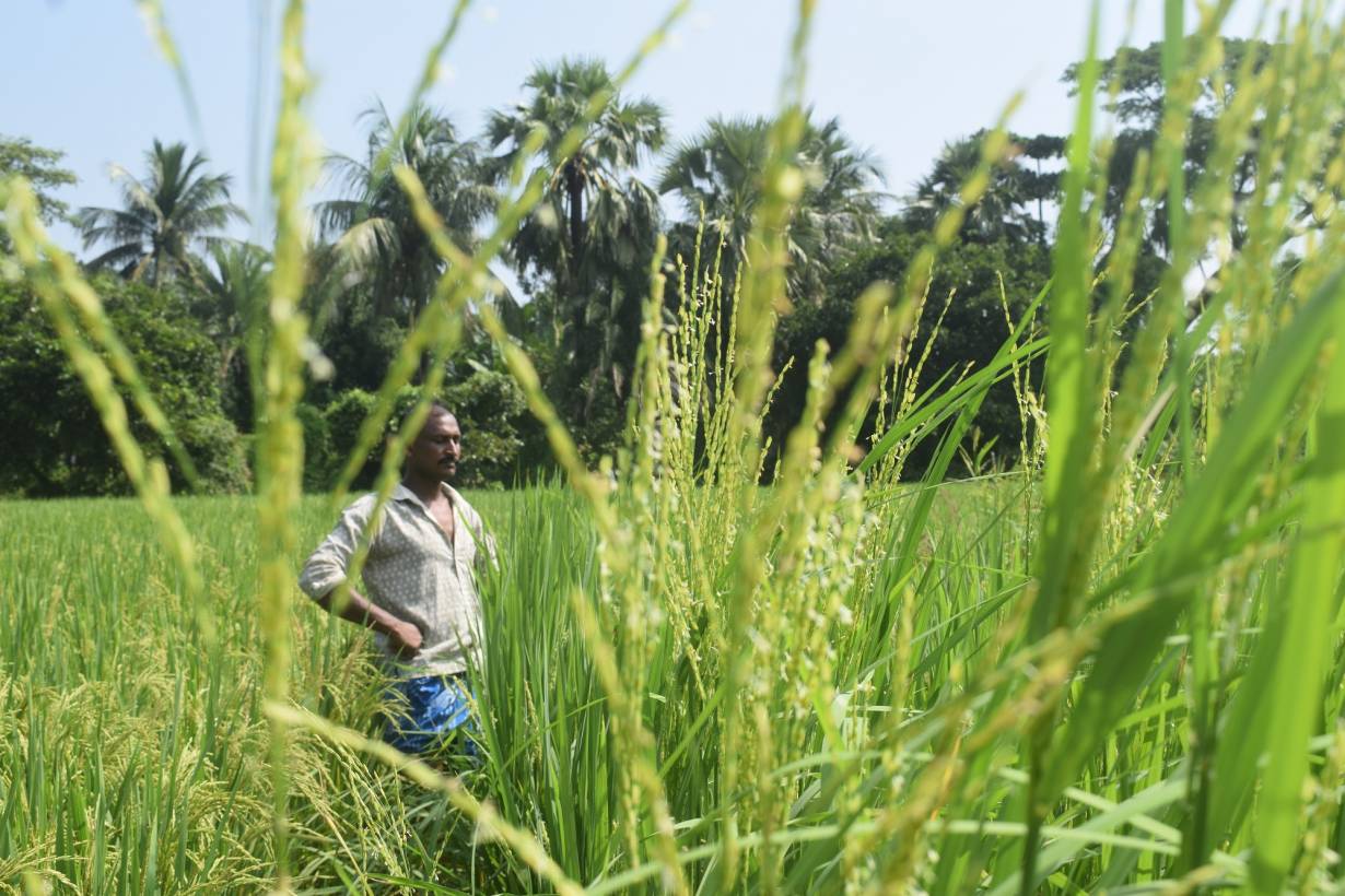 Boeren in Bangladesh ontwikkelen rijst die stormen aankan