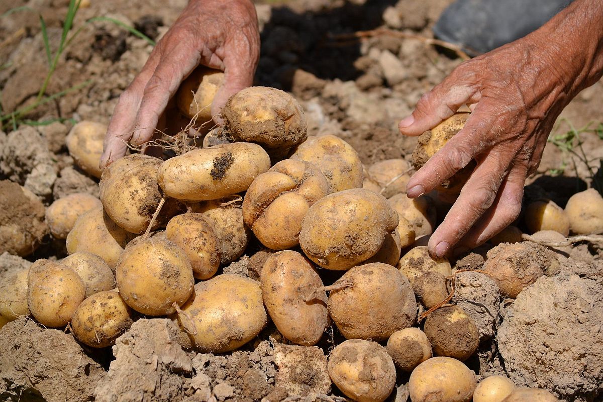 Waarom ik als econoom niet aan pensioensparen doe maar patatten plant