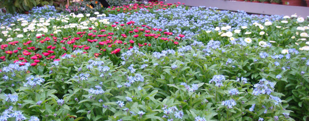 Planten in tuincentra vol pesticiden