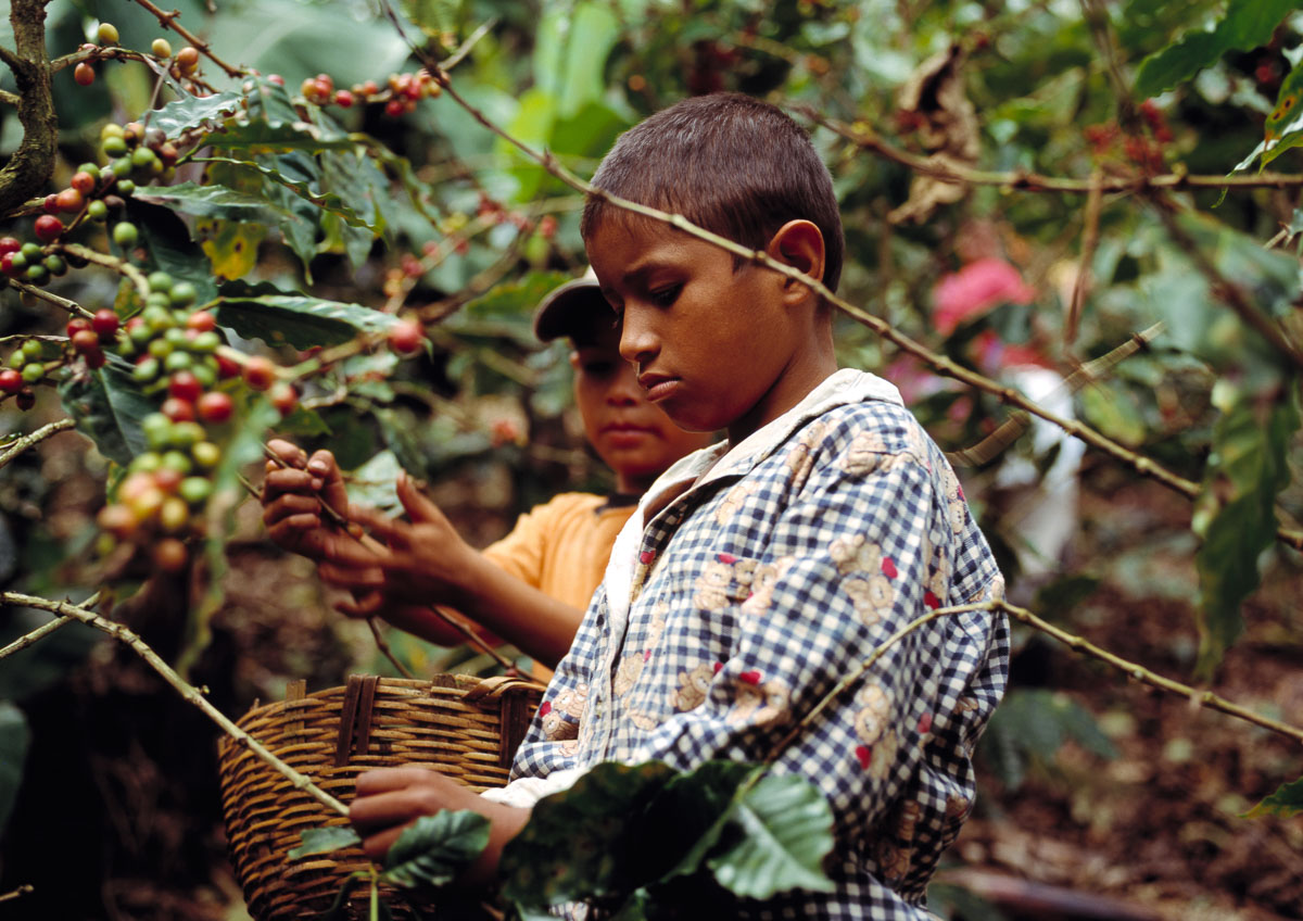 Latijns-Amerika krijgt kinderarbeid niet uitgeroeid