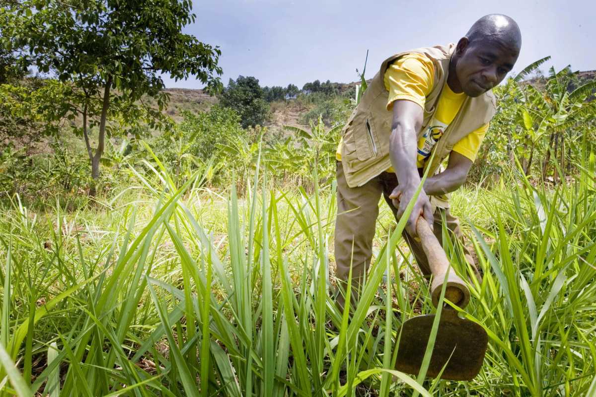 ‘Hoe landbouw zich in Afrika ontwikkelt, bepaalt mee of malaria er kan worden uitgeroeid’