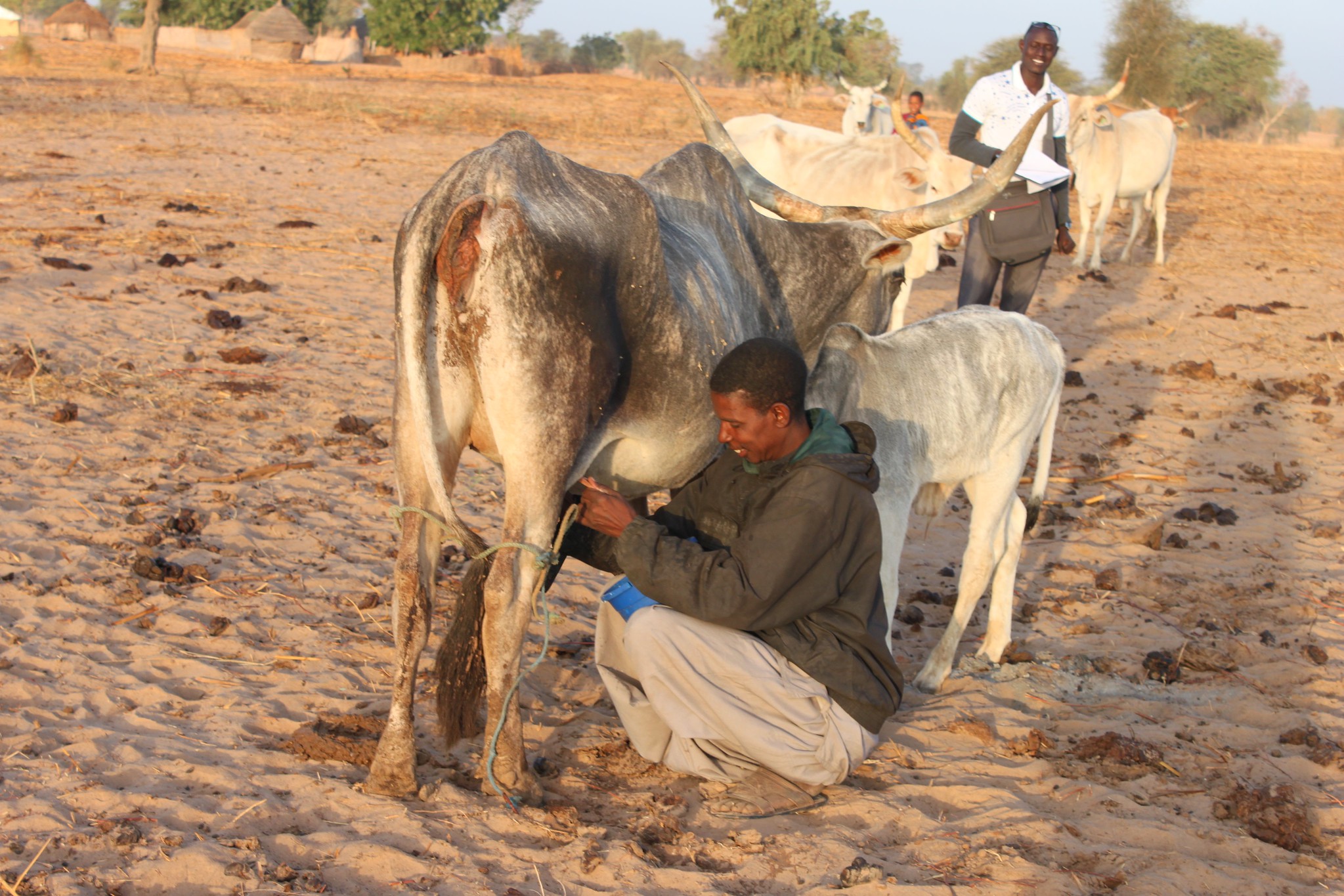 ‘Een goed landbouwbeleid beschermt Europese én West-Afrikaanse boeren’