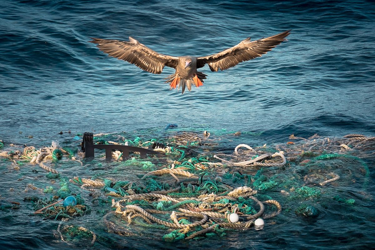 Kustdieren overleven nu ook in open zee, met dank aan plastic afval