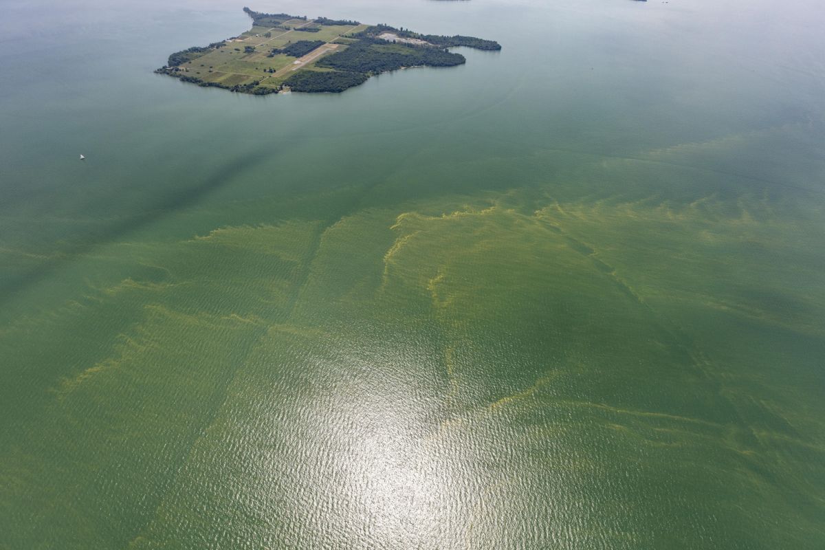 Giftige algenbloei neemt overal ter wereld toe