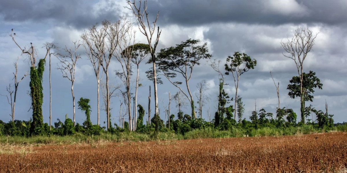 Resterend Amazonewoud minder gezond dan gedacht