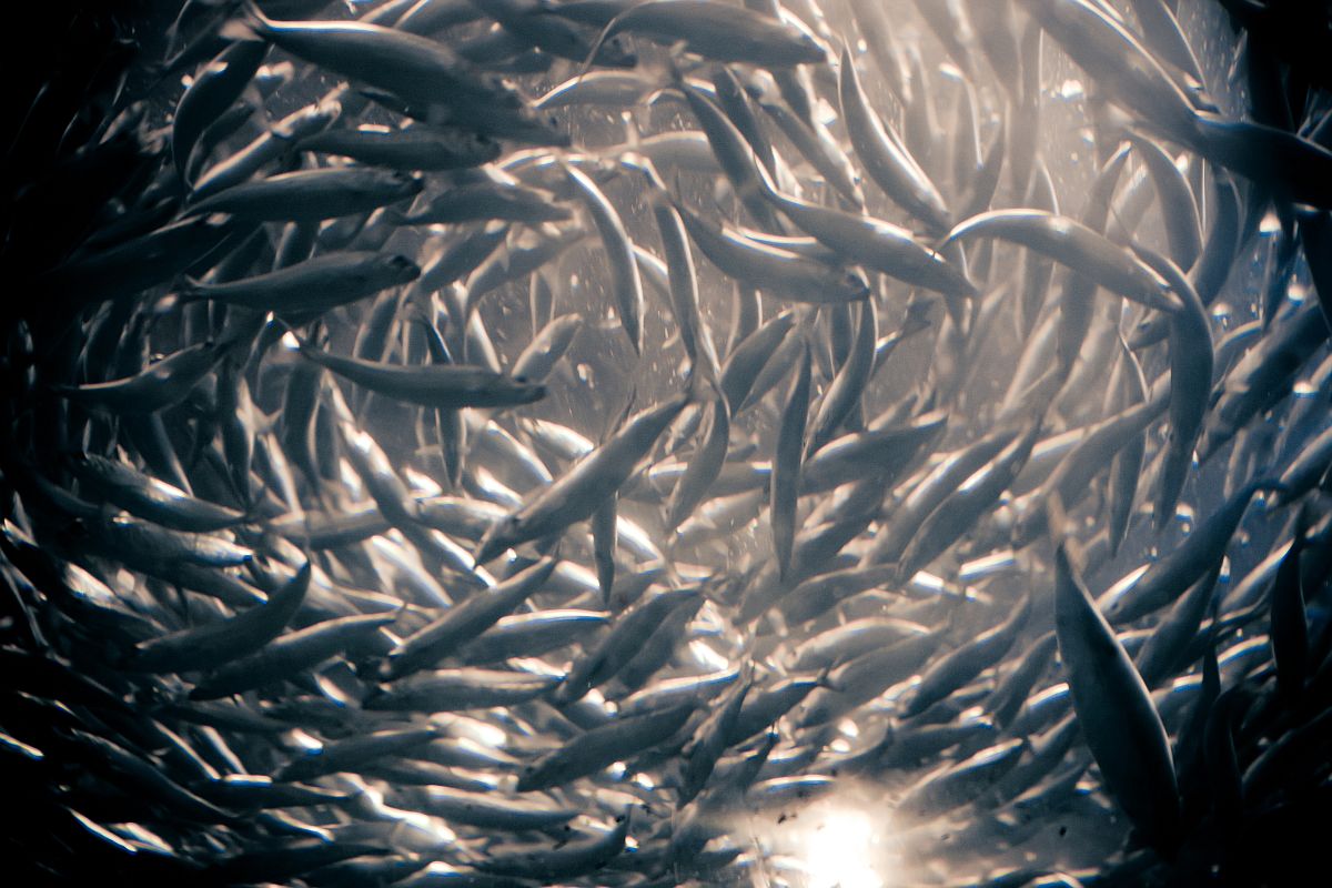 Hittegolven op zee bedreigen visvangst en miljoenen banen