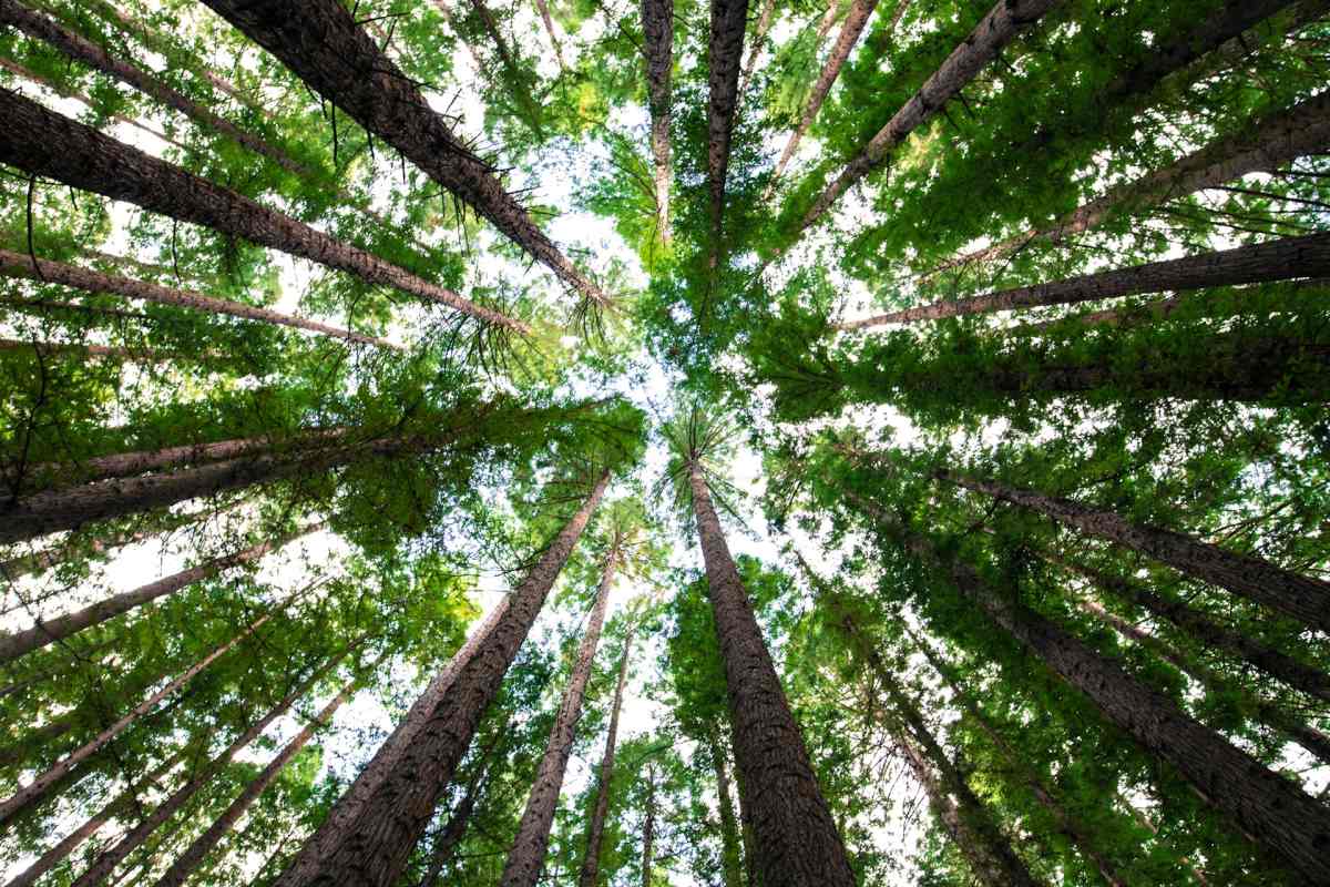 Warmer klimaat doet bomen meer “hoesten” dan ademen
