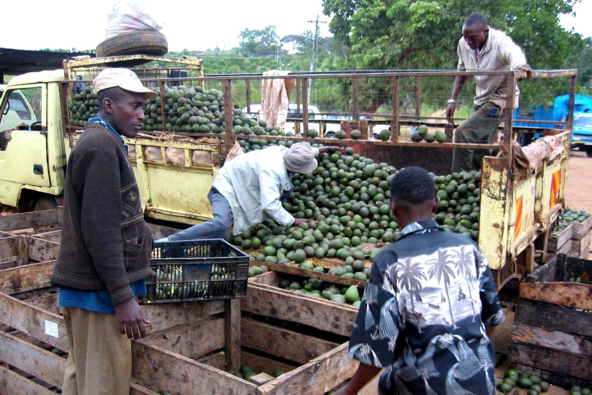 Nieuw transportsysteem voor mango en avocado helpt boeren in Haïti