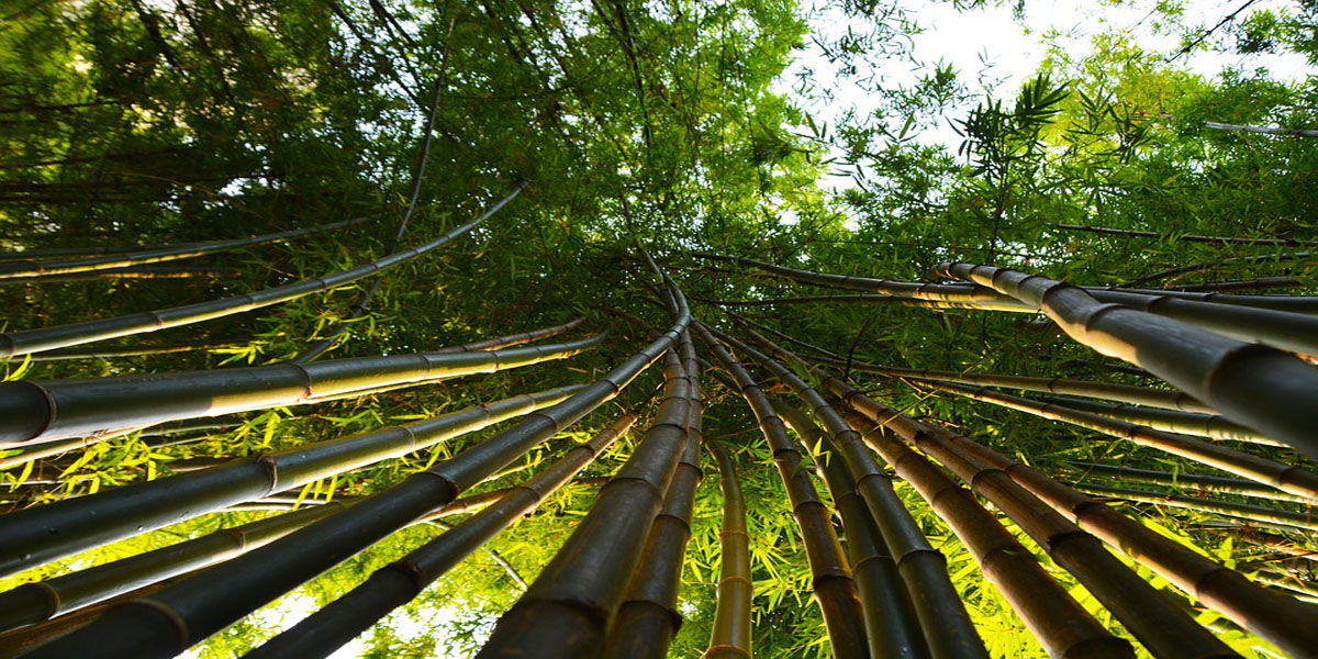 Bamboe is goed voor klimaat, landbouw en werkgelegenheid