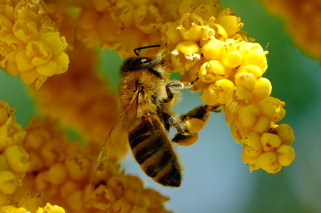 Hoe warmer, hoe schadelijker pesticiden worden voor bijen