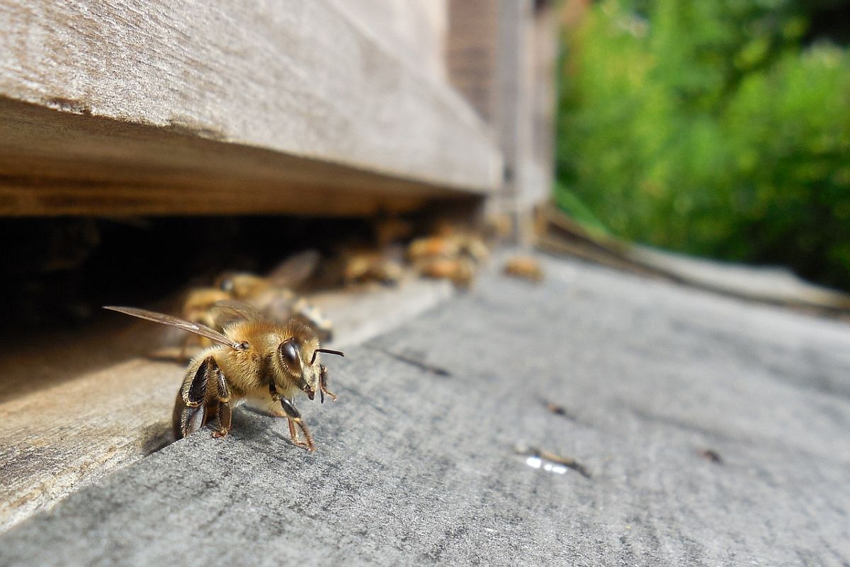 Stadstuintjes zijn essentieel voor bijen