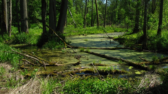 Polen stelt oerbos open voor houtkap