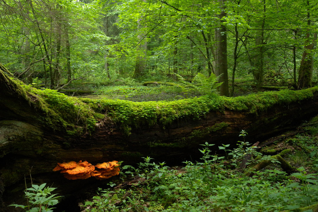 EU tikt Polen op de vingers voor houtkap in oerbos