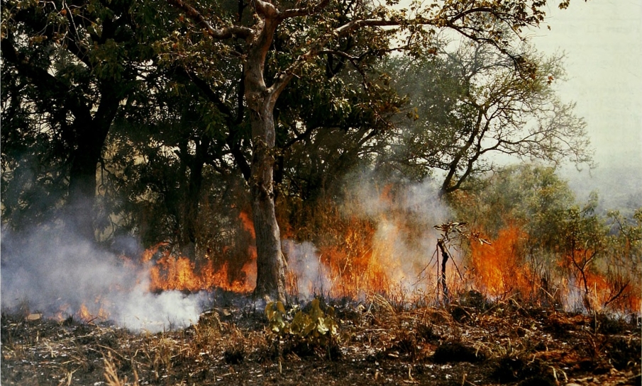 Perfecte storm: hittegolven én bosbranden zullen 9 keer vaker voorkomen in Oost-Afrika