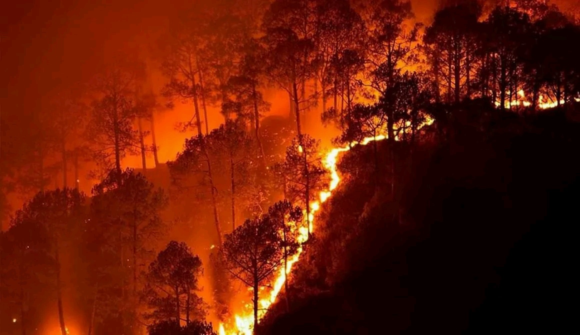 Zijn de verwoestende bosbranden het nieuwe normaal?