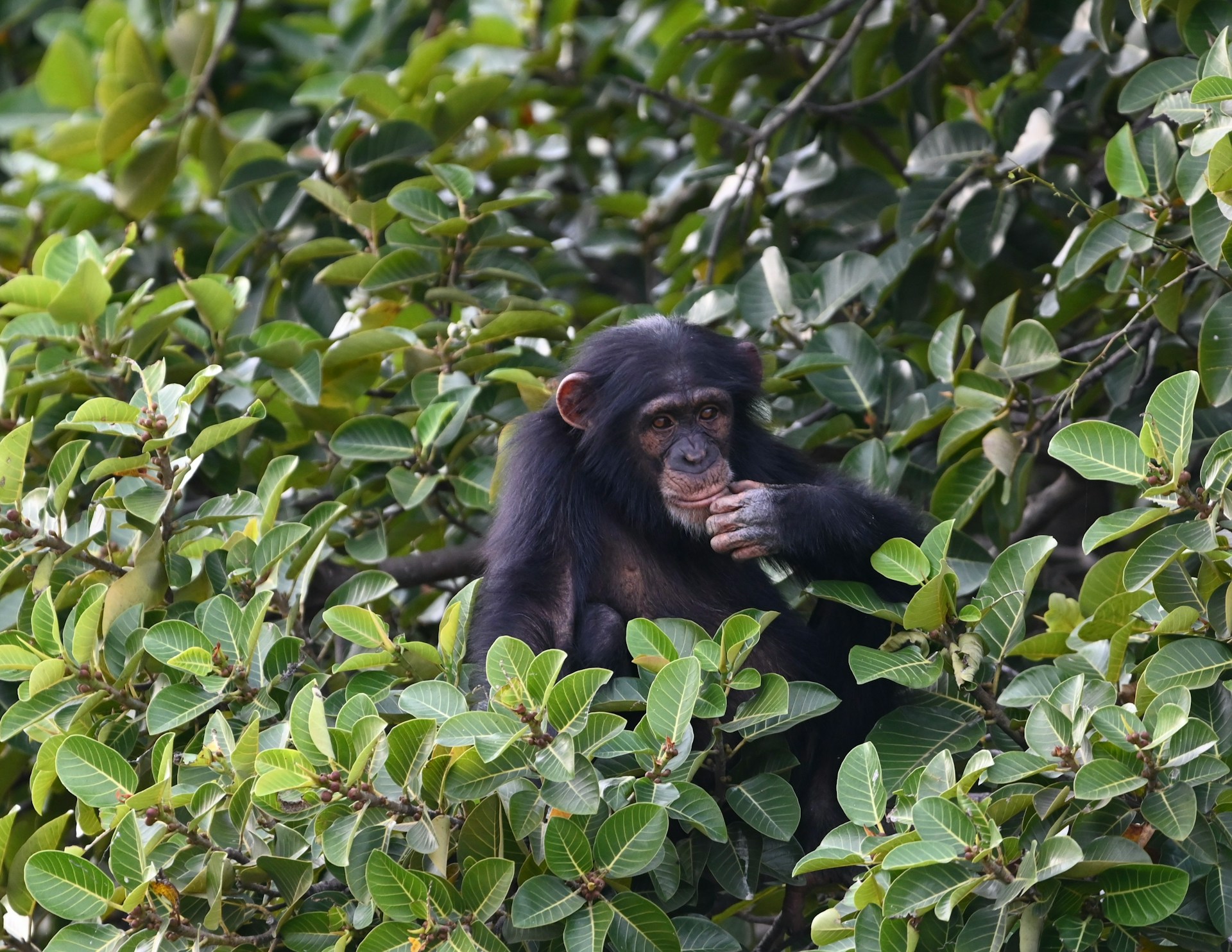 Gorilla's en chimpansees bedreigd door mijnbouw