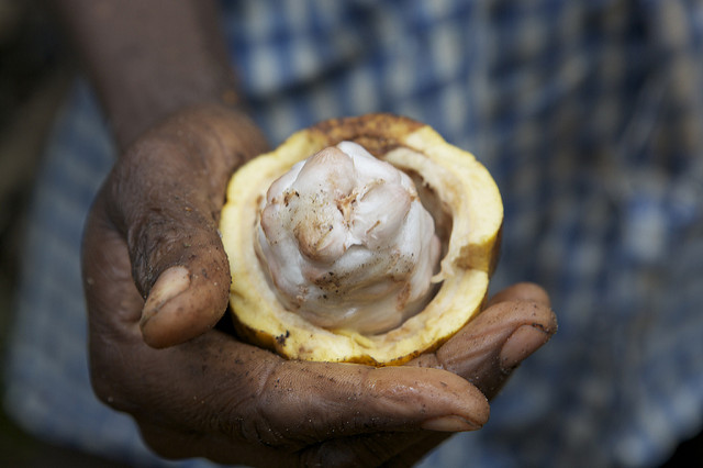 Weinig biologische chocolade uit Afrikaanse Goudkust