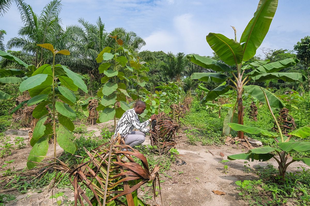 Cacaoteelt en geweld stuwen ontbossing in Congo naar recordhoogte