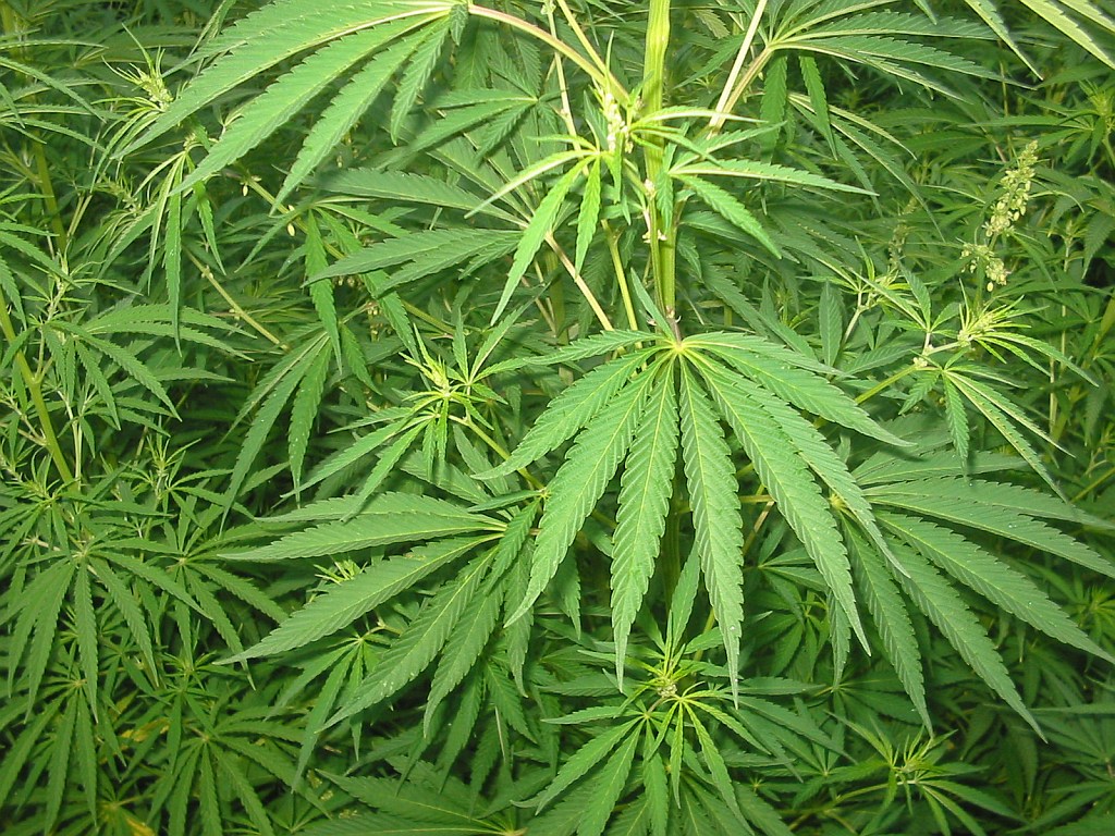 Medicinale cannabis wint terrein in Latijns-Amerika 