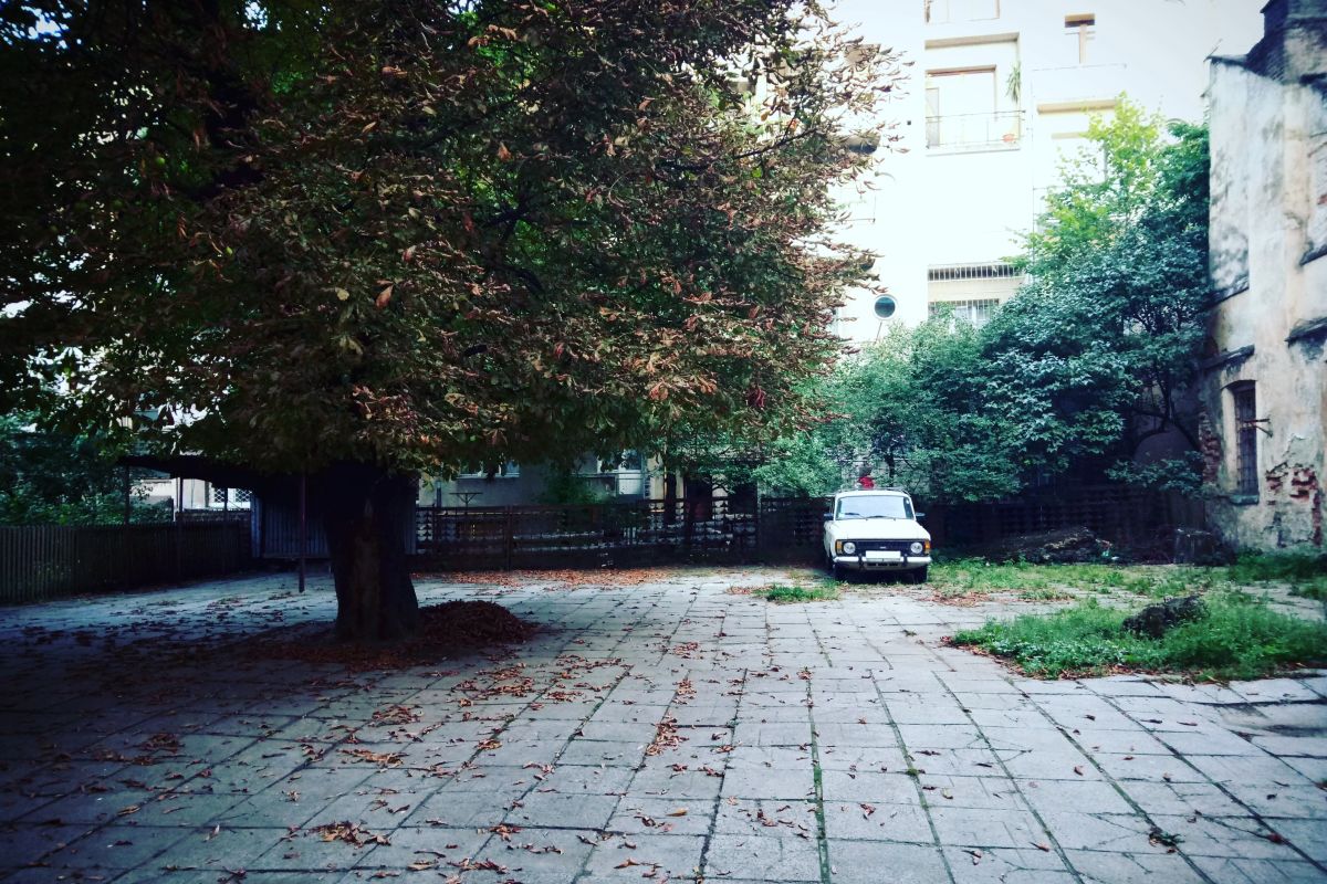 Bomen in de stad ‘leven snel en sterven jong’