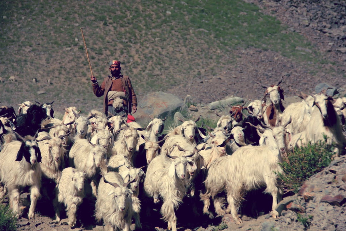 Oxfam en Burberry verduurzamen productie Afghaanse kasjmier