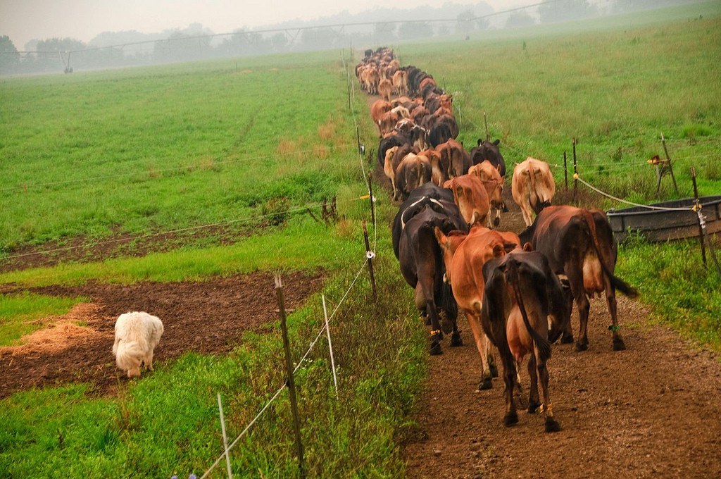 ‘Eetpatronen kunnen klimaat redden’