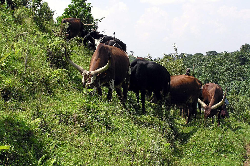 Congolese veestapel en Brussels vastgoed bevinden zich in Panama