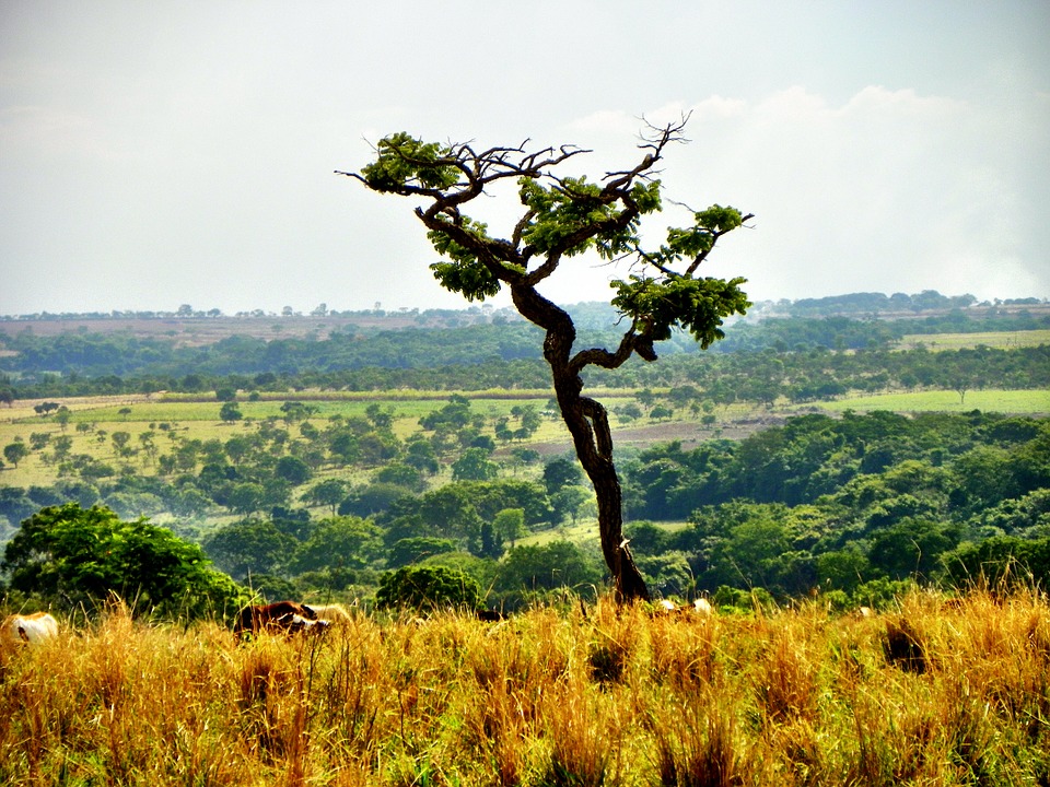 Can edible forests stop Brazilian deforestation?