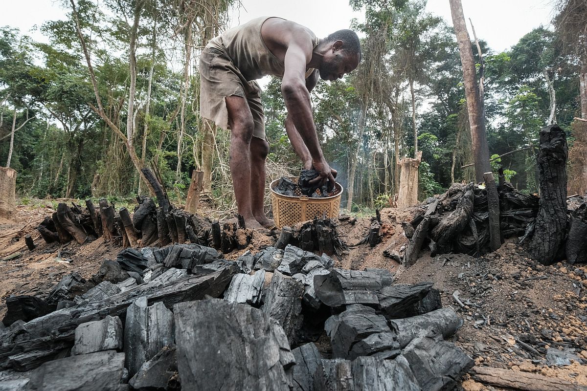 ‘Niet houtskool maar olie is de grootste bedreiging voor de Congolese bossen’