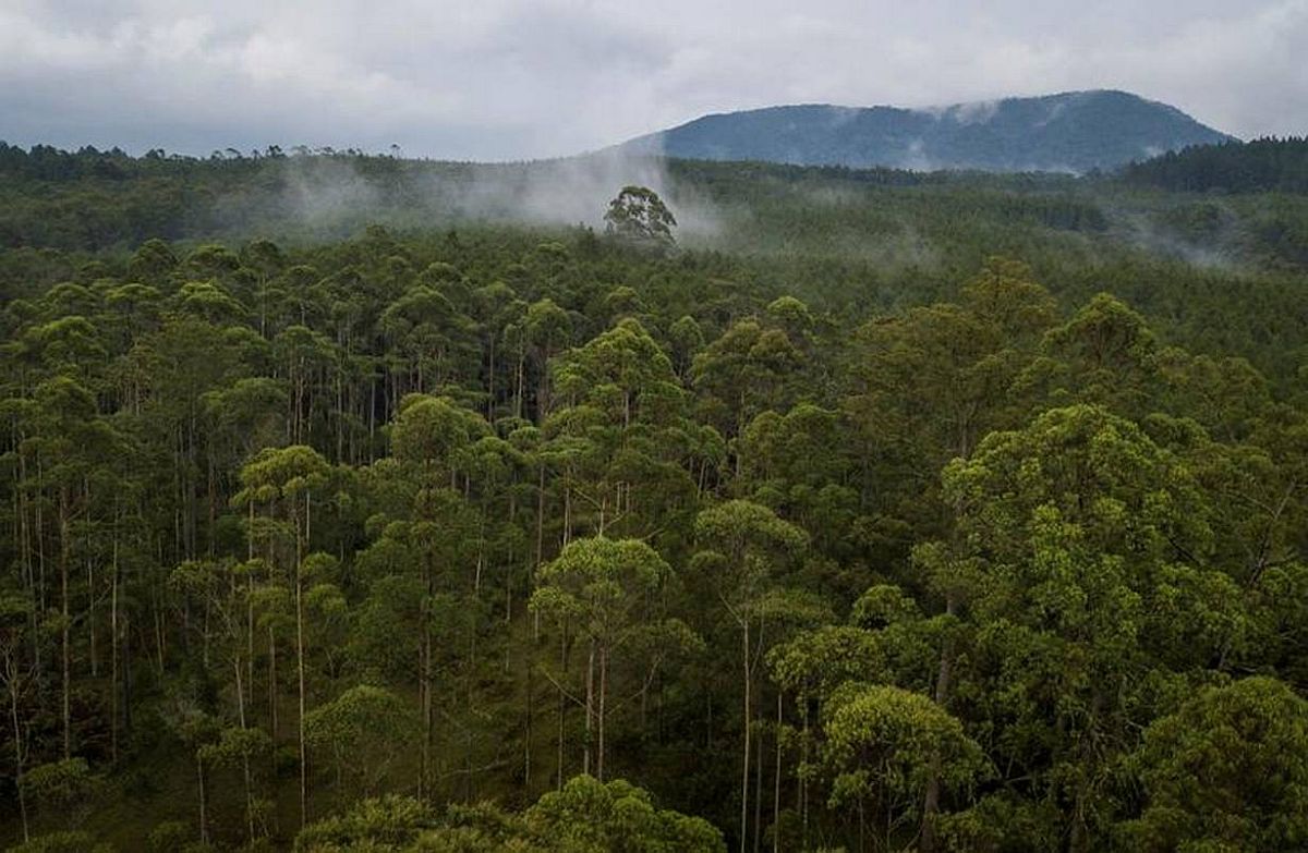Noorwegen gaat Indonesië opnieuw betalen om bossen te beschermen