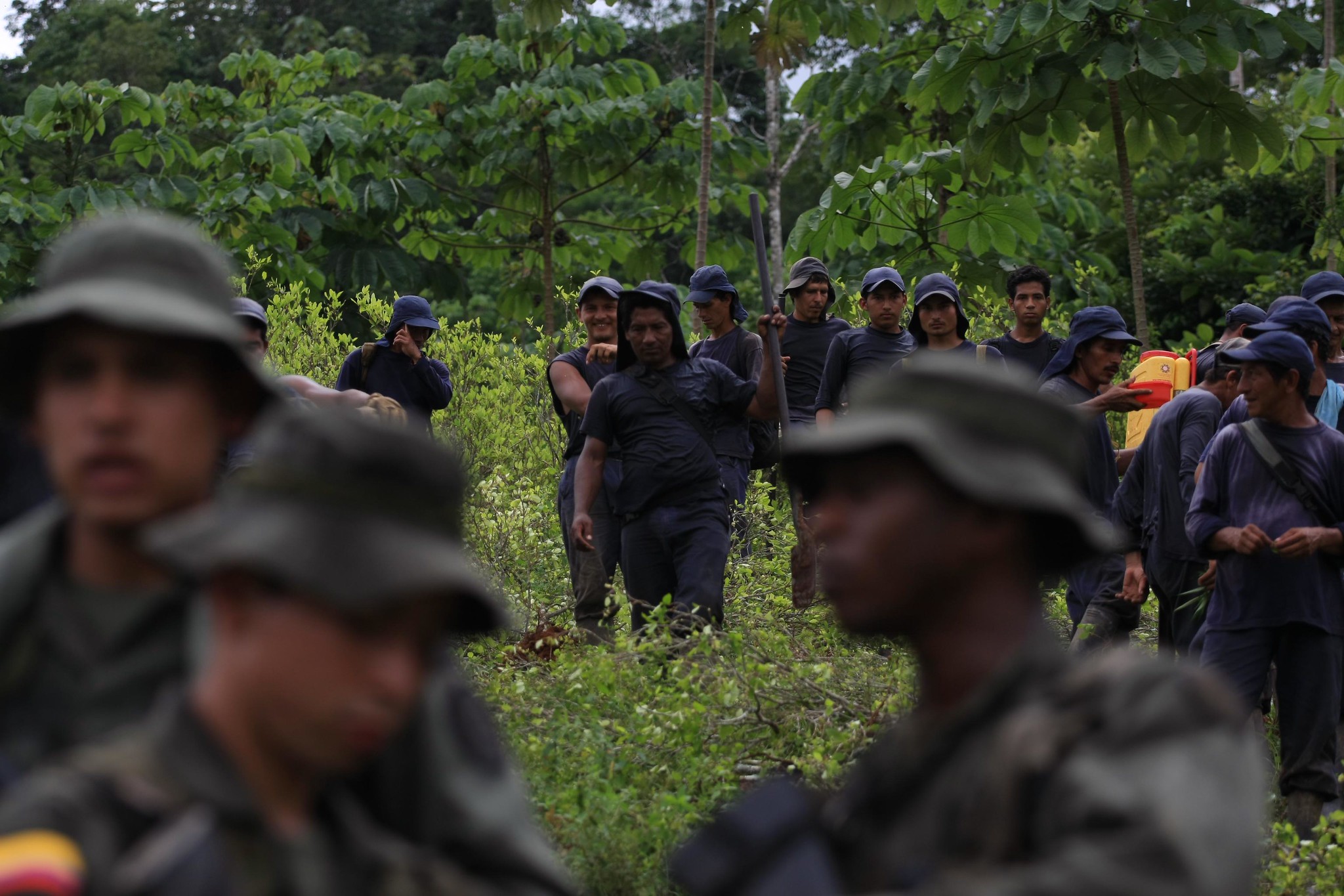 Regenwoud moet wijken voor cocaïneproductie in Colombia