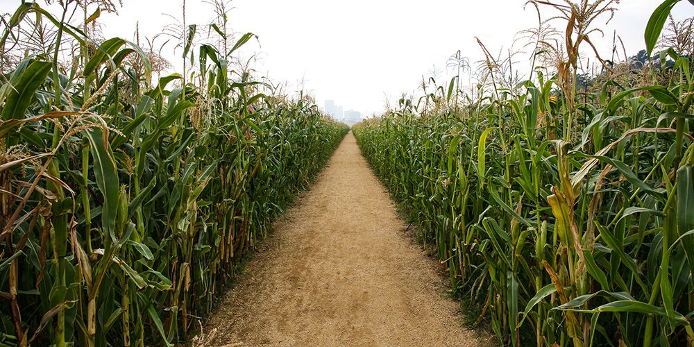 Nieuwe mais kan Afrikaanse oogsten redden