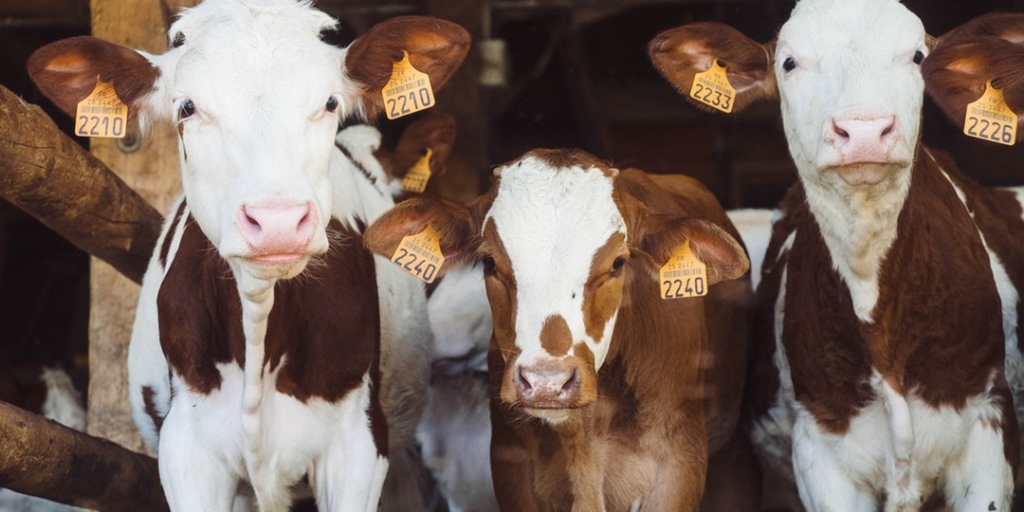 EU-parlement legt antibiotica in veeteelt aan banden