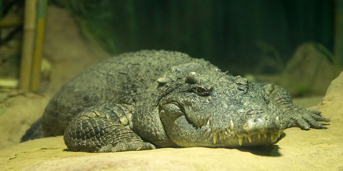 Commerciële krokodillenboerderijen in Cambodja helpen uitstervende soort te redden 