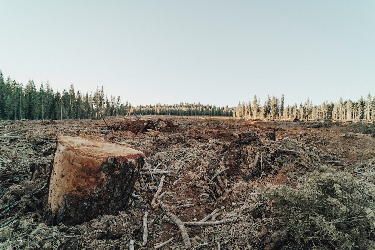 Miljoen EU-burgers eist wet om ontbossing te stoppen