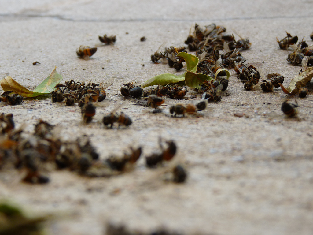 Twee van de meest gebruikte pesticiden schaden bijen