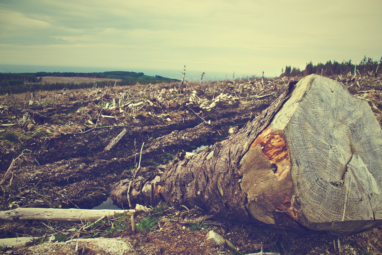 Greenpeace: Multinationals stoppen ontbossing niet