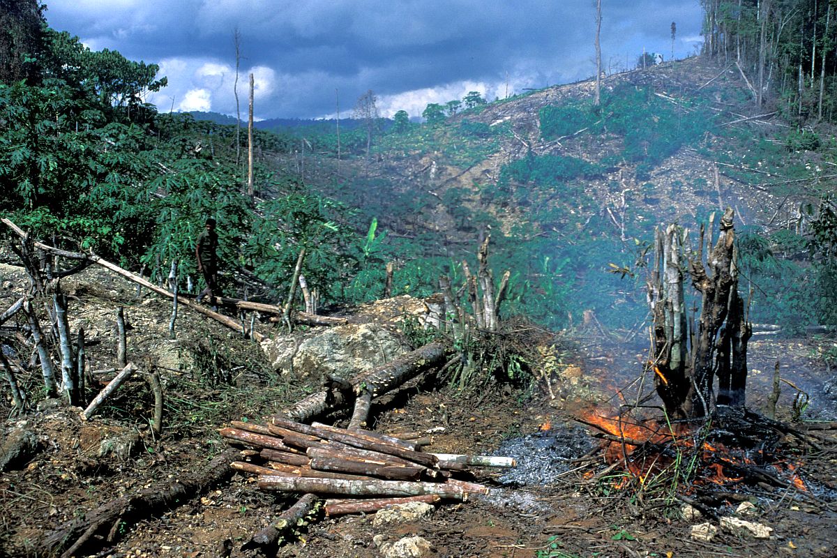 Ontbossing in Azië en Pacific hindert armoedebestrijding