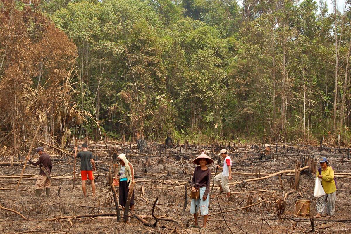 Ontbossing in Zuidoost-Azië ernstiger dan gedacht