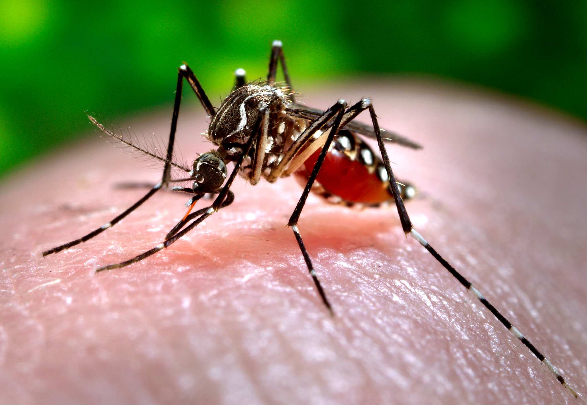 WHO trekt aan alarmbel voor dengue-uitbraak in Bangladesh