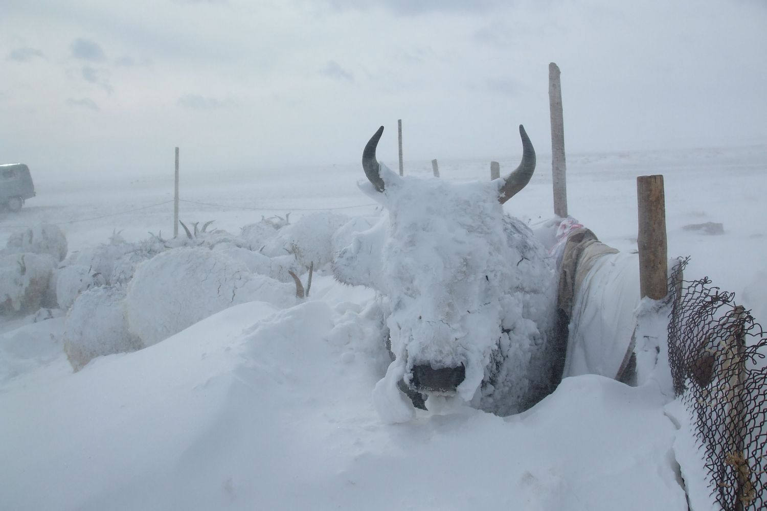 Opnieuw massale veesterfte in Mongolië door extreme koudegolf