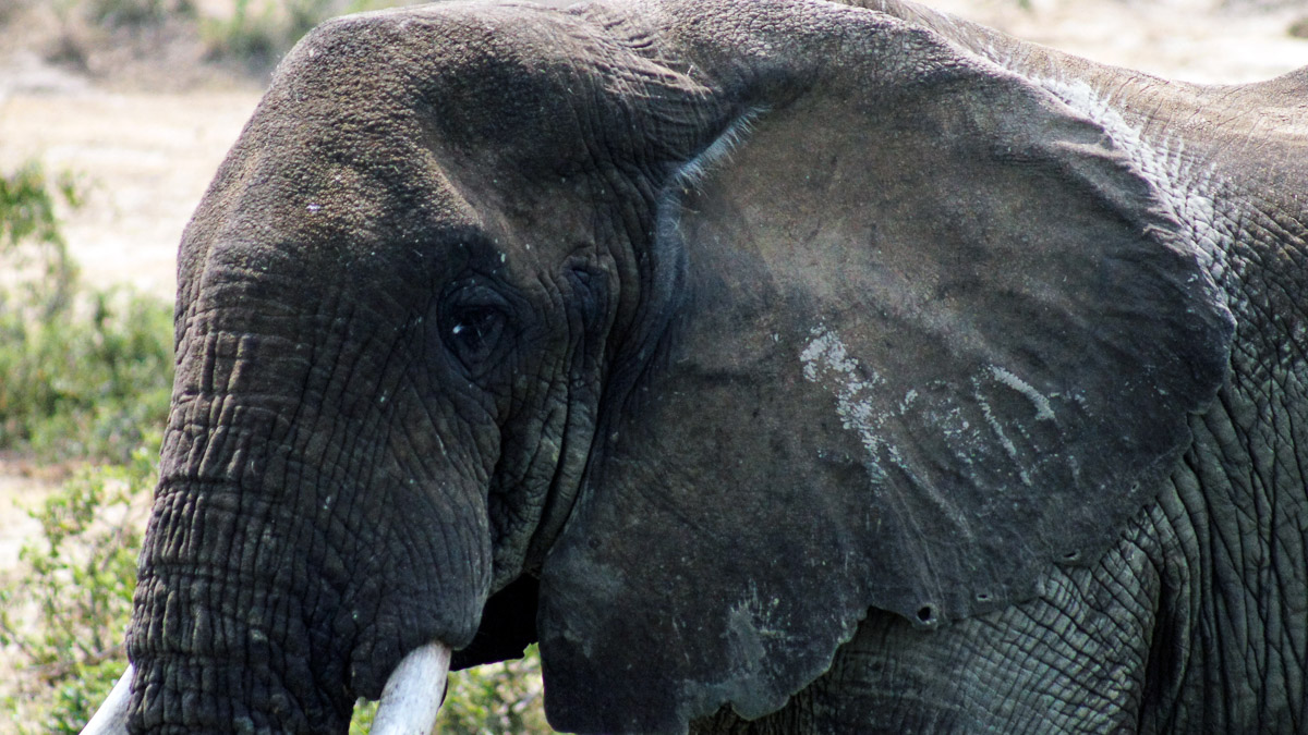 Minder olifanten gedood in Afrika