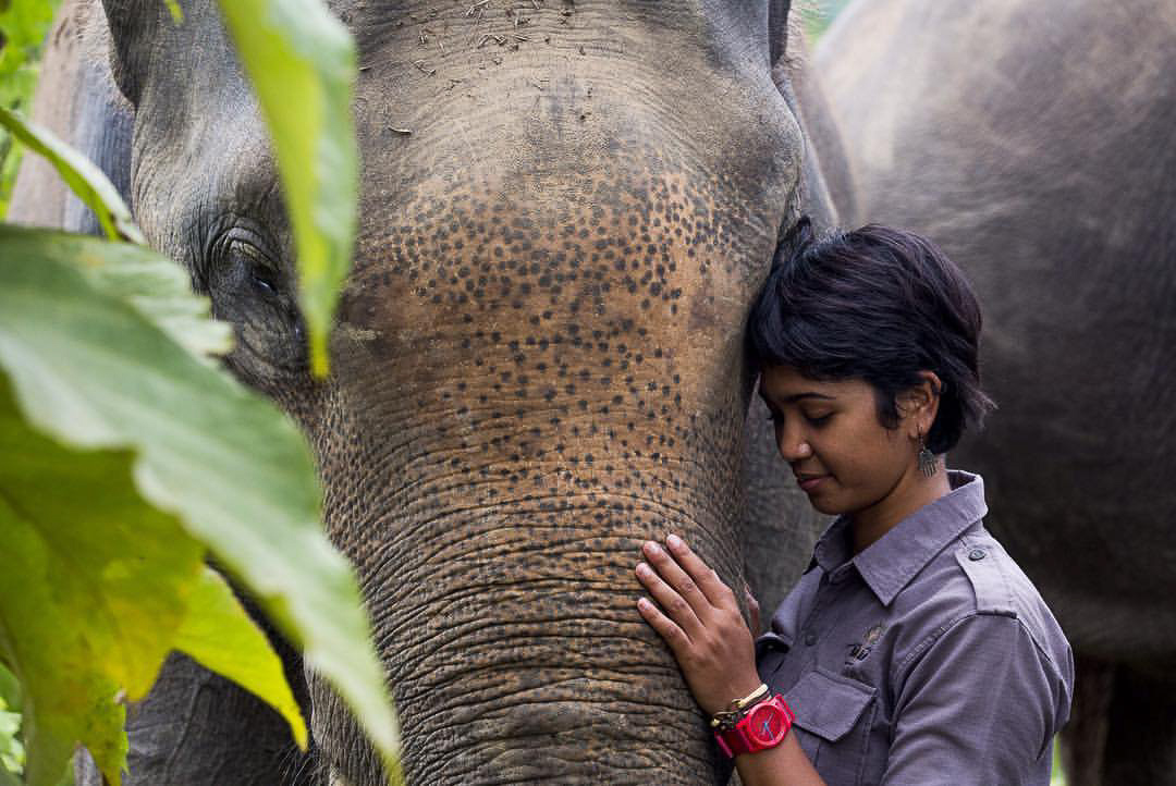 De laatste gezamenlijke speelplaats voor tijgers, olifanten, neushoorns en orang-oetans is in acuut gevaar