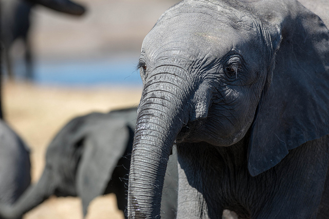 Zware straffen voor olifantendoders in Zimbabwe