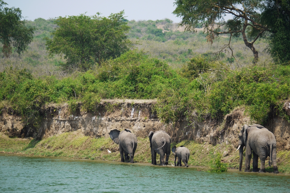 Olifanten trekken plots massaal Virungapark in