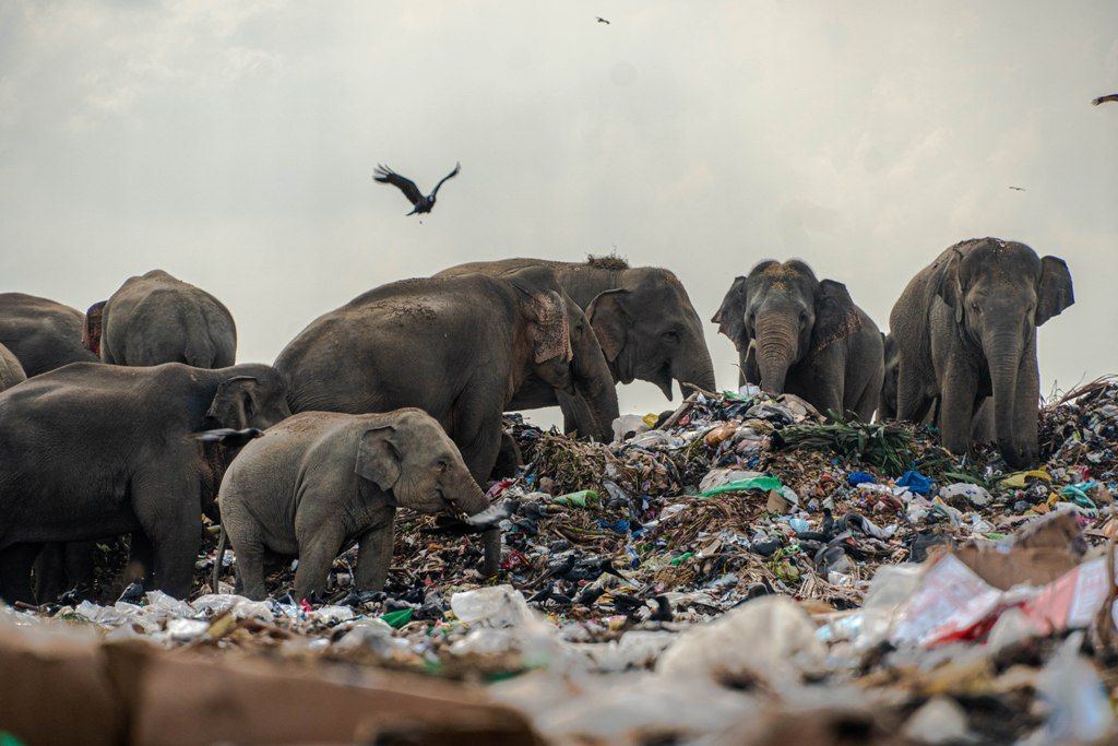 Plastic ook gevaarlijk voor landdieren: ‘Te veel focus op vervuiling in de oceaan’